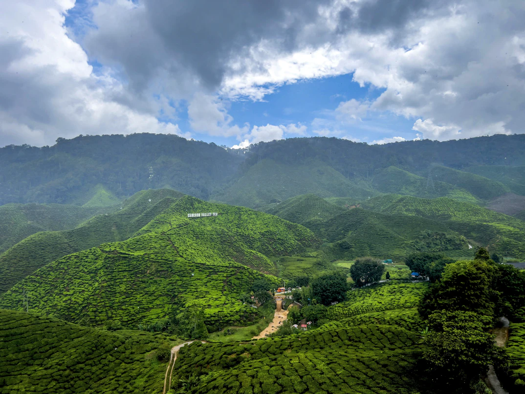 Cameron Highlands tea plantation rows in morning mist — Malaysia photography tour from India