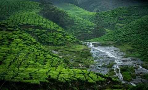The Lush Green Tea Gardens of Munnar, Kerala A scenic view of Munnar's rolling hills, covered in vibrant green tea plantations with a small waterfall flowing through the valley