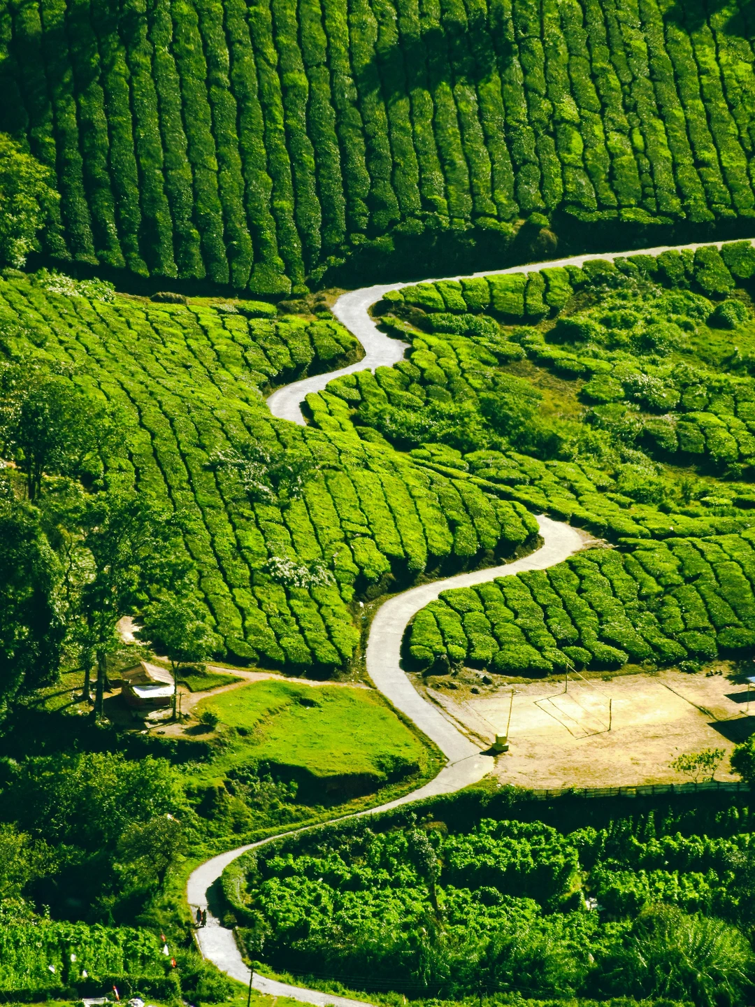 An aerial view of a serpentine road winding through the vibrant, lush green hills of a tea plantation in Munnar, Kerala