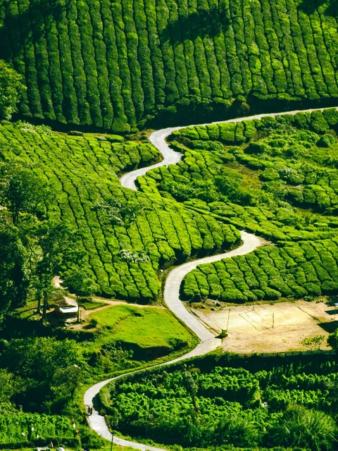 Winding Road Through the Tea Gardens of Munnar An aerial view of a serpentine road winding through the vibrant, lush green hills of a tea plantation in Munnar, Kerala