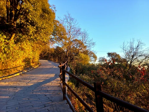 A paved walking path in Kasauli, bathed in the warm, golden light of sunrise, with long shadows and lush trees lining the trail