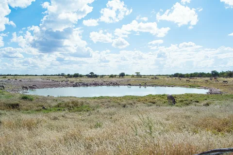 Namibia Easy Safari for Seniors | Safari Sutra Holidays Elephant family at Etosha waterhole, Namibia — senior-friendly safari from India with Safari Sutra