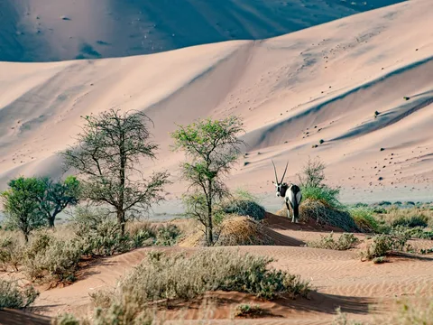 Namibia Family Safari | Safari Sutra Holidays Family with children climbing Sossusvlei dunes in Namibia — family safari holiday from India