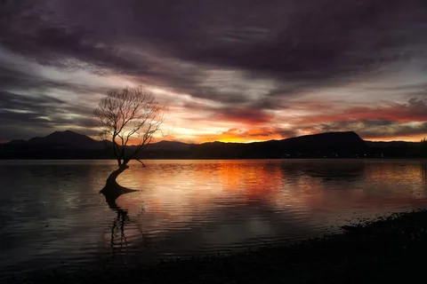 New Zealand South Island Photography Expedition | Safari Sutra Holidays Wanaka lone willow tree reflected in Lake Wanaka at sunrise — New Zealand photography tour from India