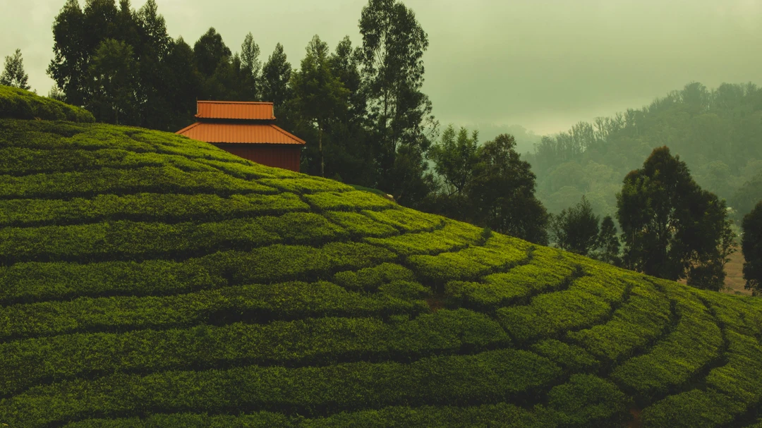 A scenic view of a vast tea garden covering the rolling hills of Munnar, with a building nestled at the top.