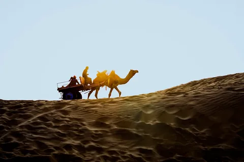 Rajasthan Family Odyssey: Forts, Tigers & Desert Nights | Safari Sutra Holidays Camel silhouettes on Jaisalmer sand dunes at sunset — Rajasthan family tour package from India