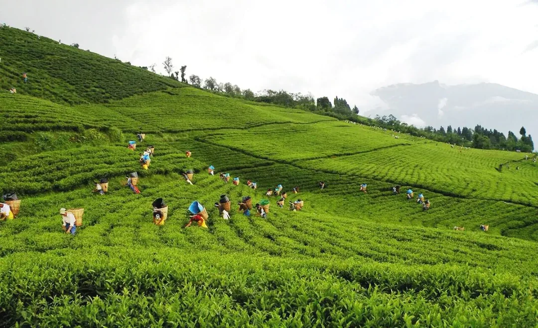 Sikkim Honeymoon Escape: Gangtok, Ravangla & Namchi gallery 06