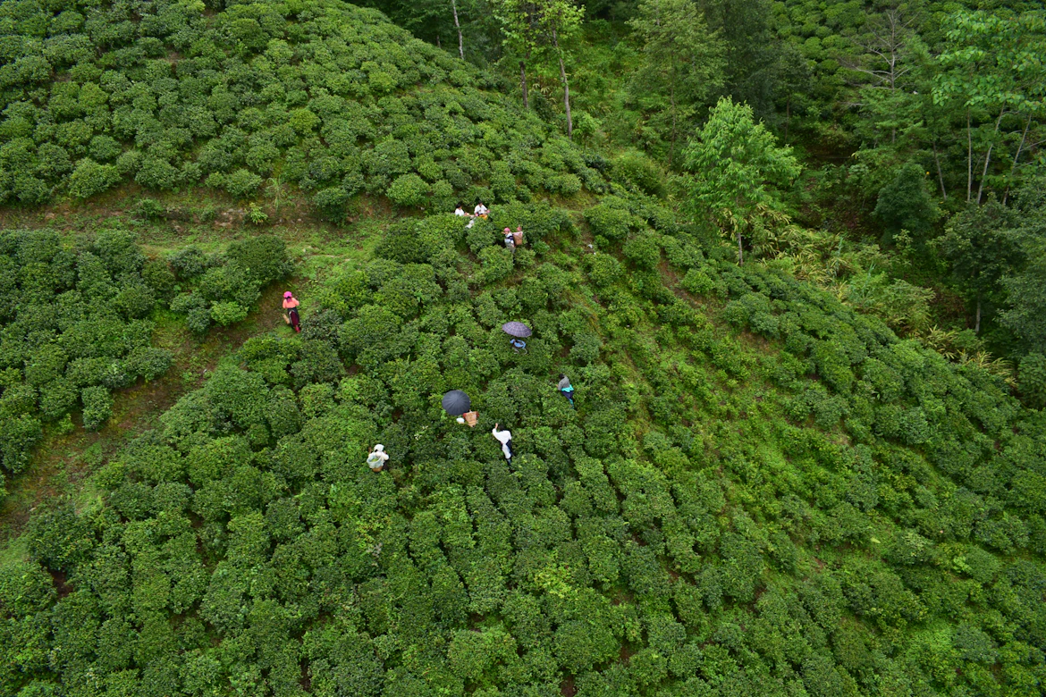 Misty tea garden in Sikkim at sunrise romantic honeymoon destination India