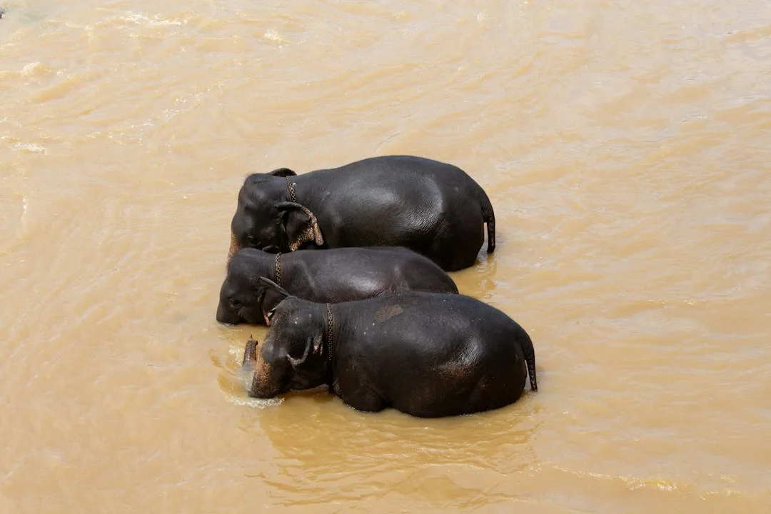 Elephants bathing in the river at Pinnawala Elephant Orphanage, Sri Lanka