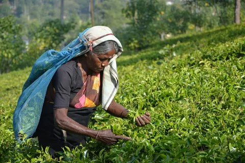 Sri Lanka Fixed Departure: Kandy, Tea Country & the Bentota Coast - Gallery Image 3 Tea pickers on the green slopes of Nuwara Eliya, Sri Lanka hill country