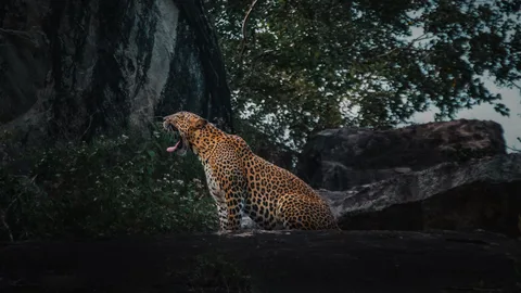 Sri Lanka Photography Tour: Yala, Horton Plains & Trincomalee | Safari Sutra Holidays Sri Lanka leopard resting in Yala National Park scrubland at dawn — photography tour from India