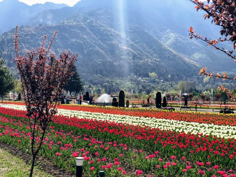 Colorful rows of red and white tulips at the Indira Gandhi Memorial Tulip Garden, with the Zabarwan mountains in the background