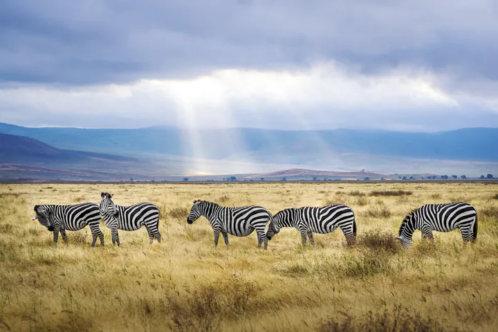 Zebra herd on the open Serengeti plains at morning — Tanzania budget safari package for Indian travellers
