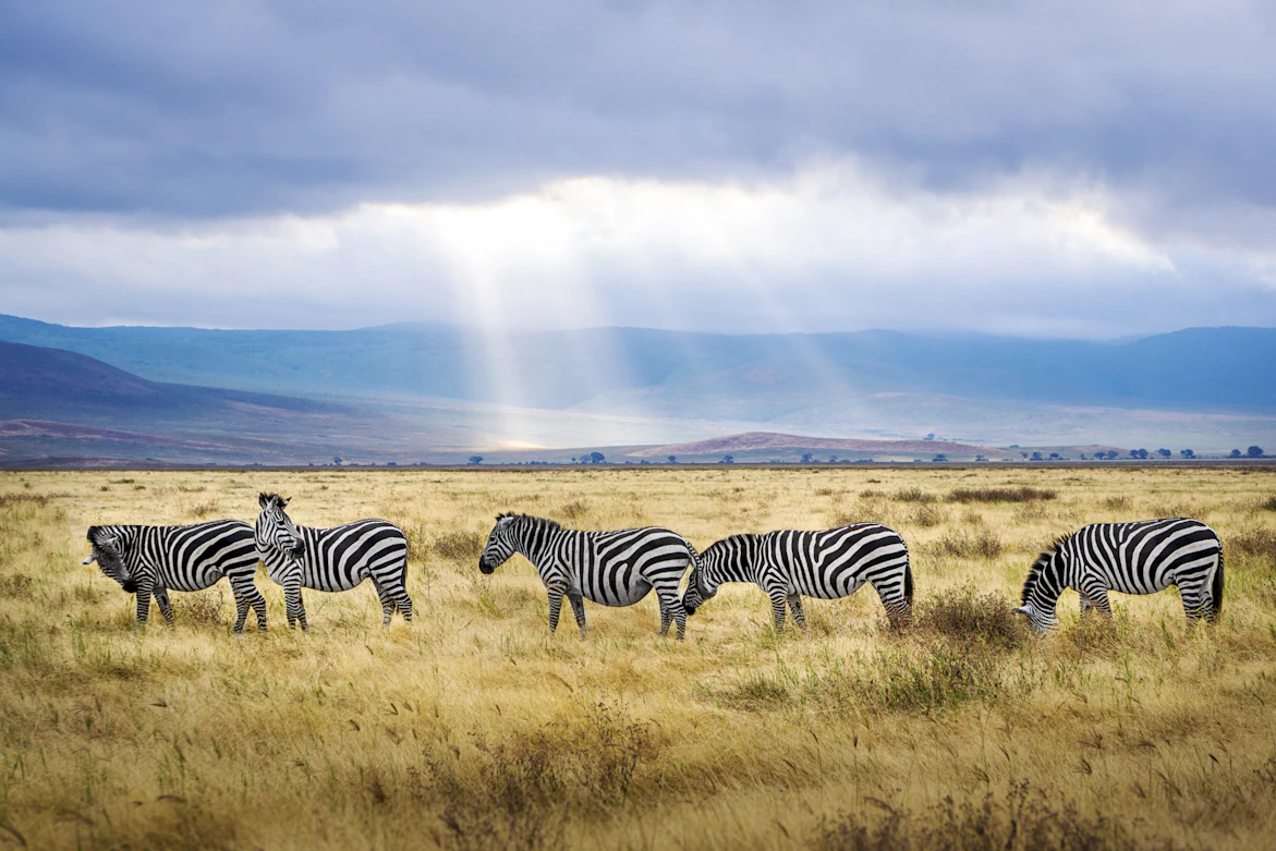 Zebra herd on the open Serengeti plains at morning — Tanzania budget safari package for Indian travellers