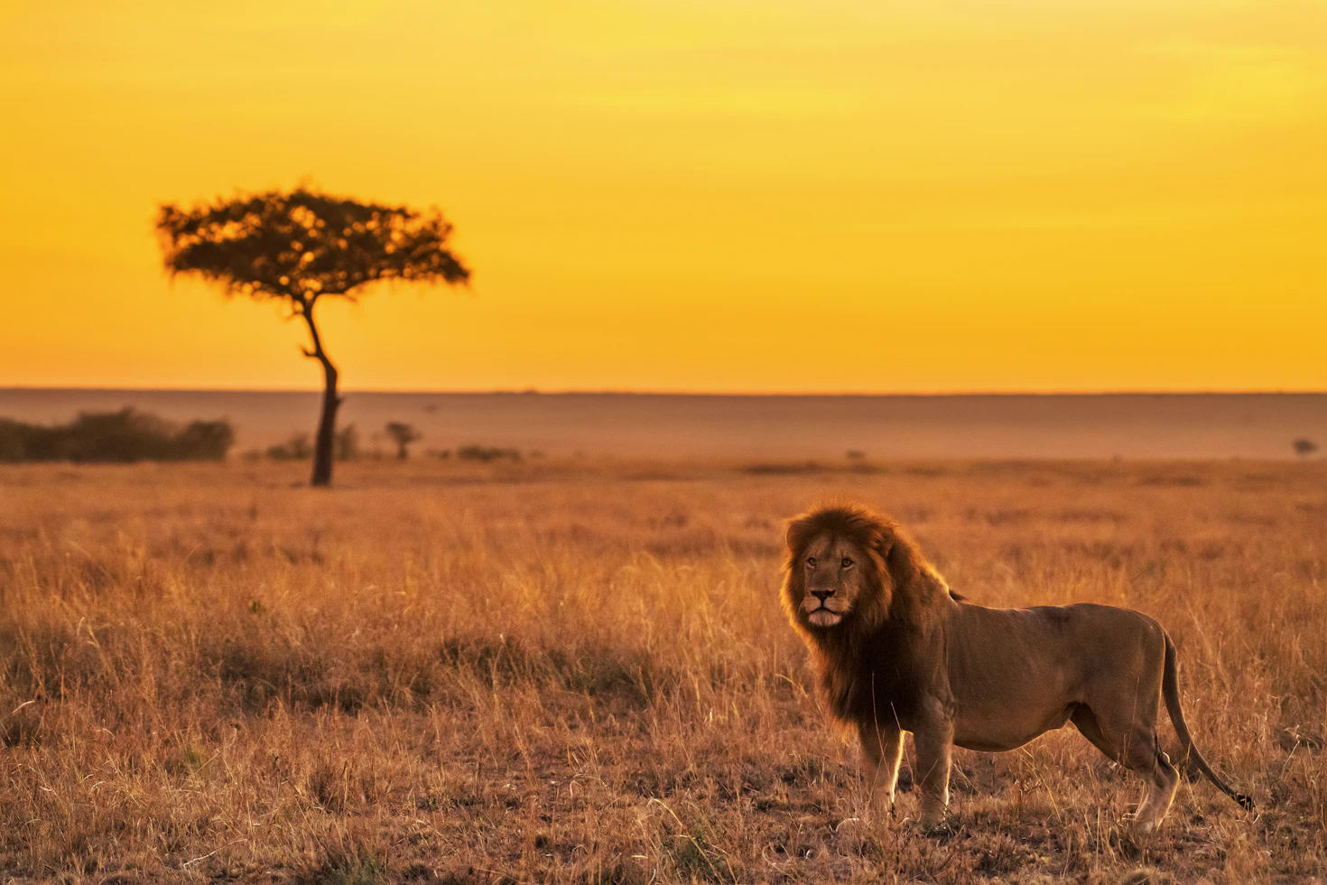 Lions resting under an acacia tree at sunrise in Serengeti — Tanzania family safari package from India