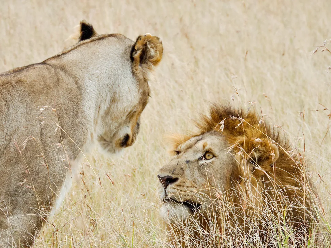 Tanzania Honeymoon Safari & Zanzibar: Serengeti, Ngorongoro & the Spice Island gallery 01