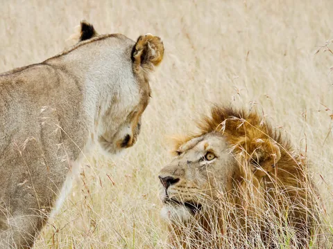 Tanzania Honeymoon Safari & Zanzibar: Serengeti, Ngorongoro & the Spice Island gallery 01