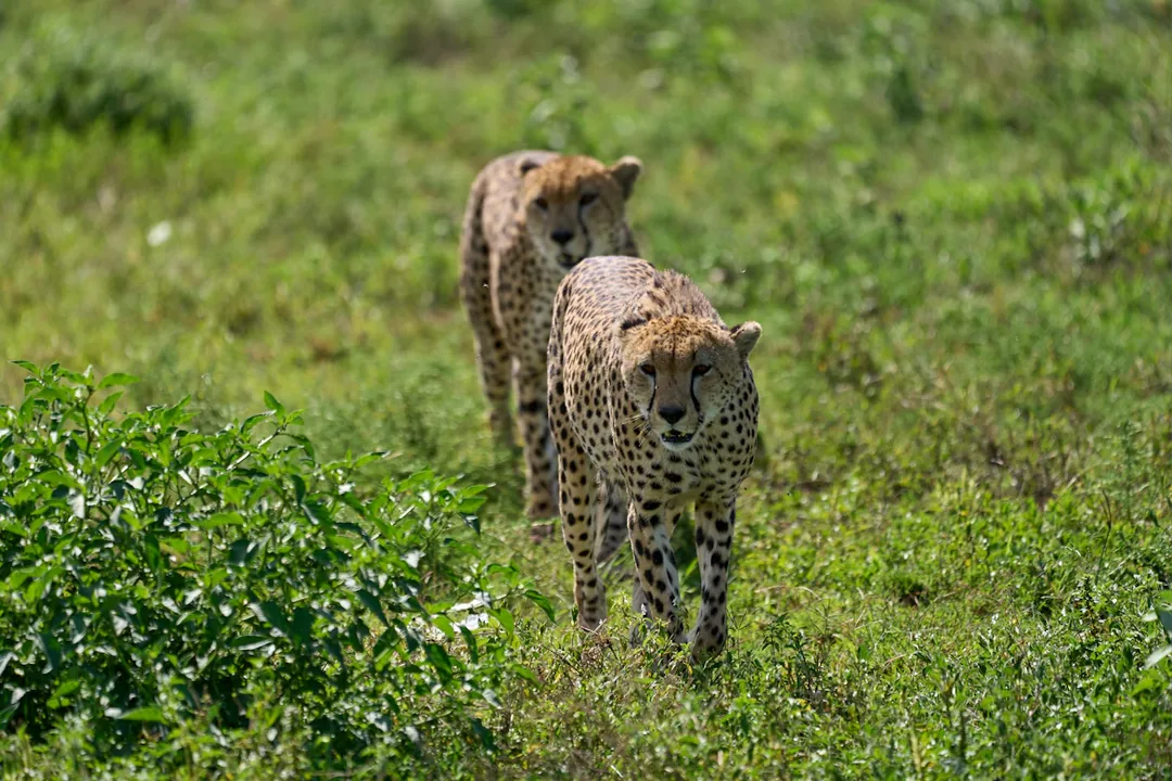 Tanzania Photography Safari: Serengeti, Ngorongoro & Ruaha gallery 01