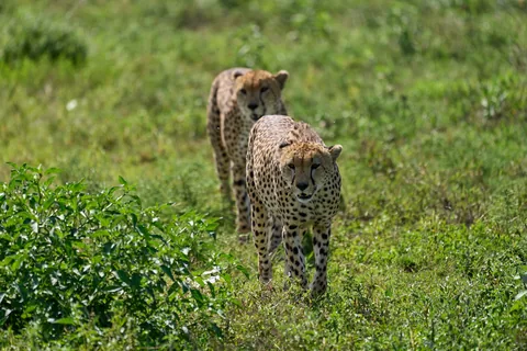 Tanzania Photography Safari: Serengeti, Ngorongoro & Ruaha gallery 01