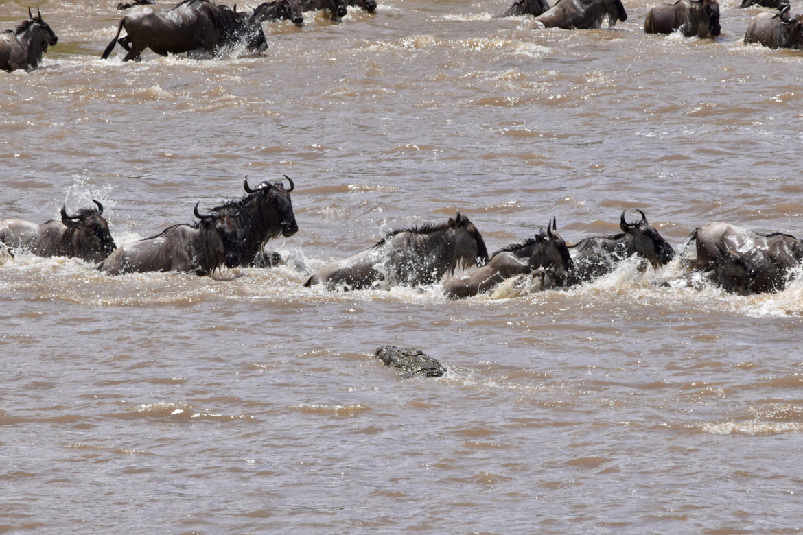 Wildebeest crossing the Mara River during Great Migration Tanzania — photography safari package from India