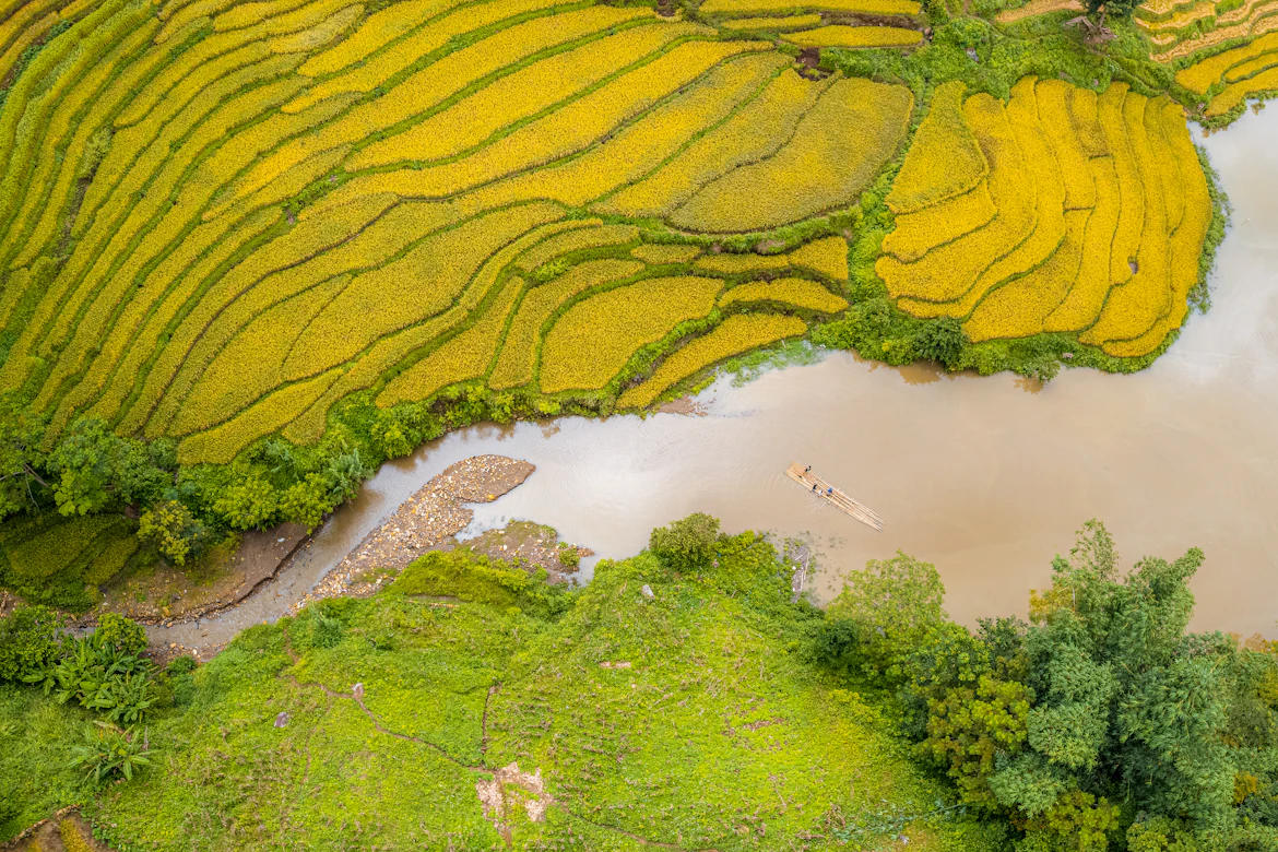 Sapa rice terraces at golden harvest season — Vietnam photography tour from India, northern Vietnam landscapes