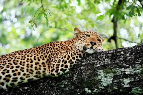 Falls, Leopards & Lantern Dinners: Zambia Safari Honeymoon | Safari Sutra Holidays Leopard resting in a tree in South Luangwa on a Zambia honeymoon safari package
