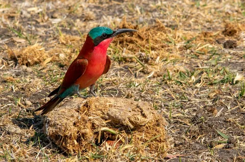 Bee-Eaters, Leopards & River Elephants: Zambia Photography Safari | Safari Sutra Holidays Carmine bee-eaters in flight at a riverbank colony on a Zambia photography safari