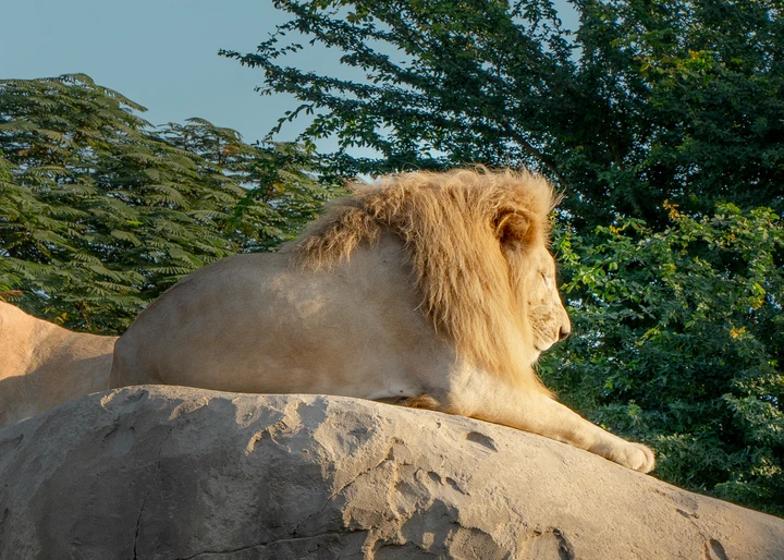 Experience African Village at Dubai Safari Park African Village at Dubai Safari Park