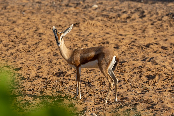 Experience Arabian Desert Safari at Dubai Safari Park Arabian Desert Safari at Dubai Safari Park