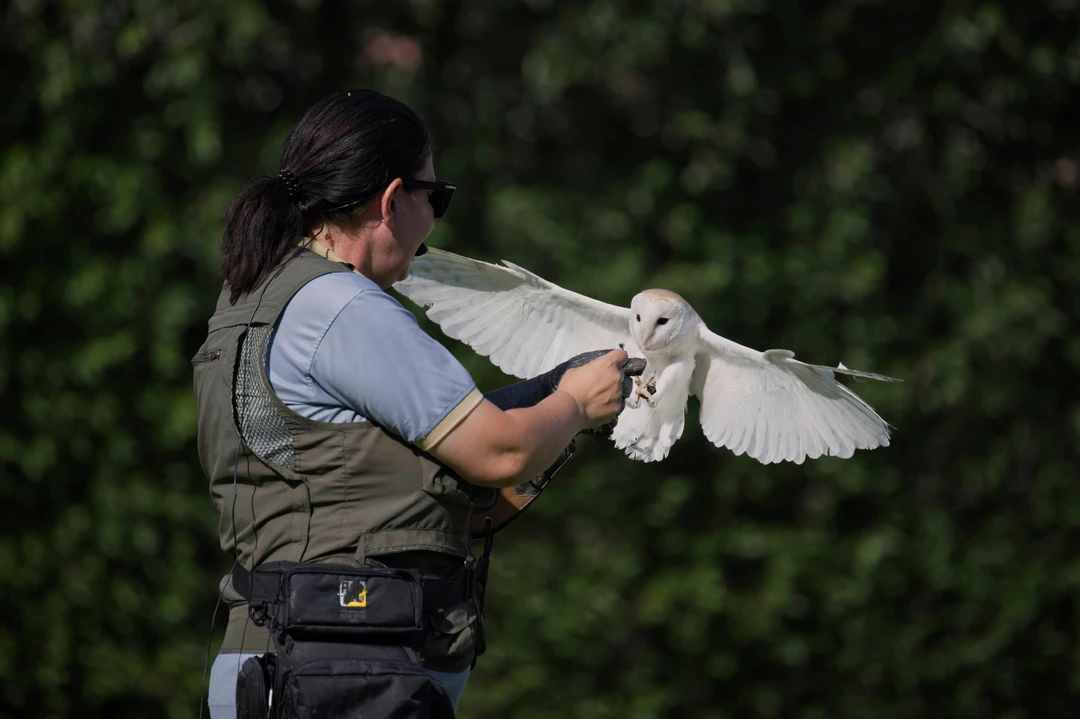 Birds of Prey at Dubai Safari Park