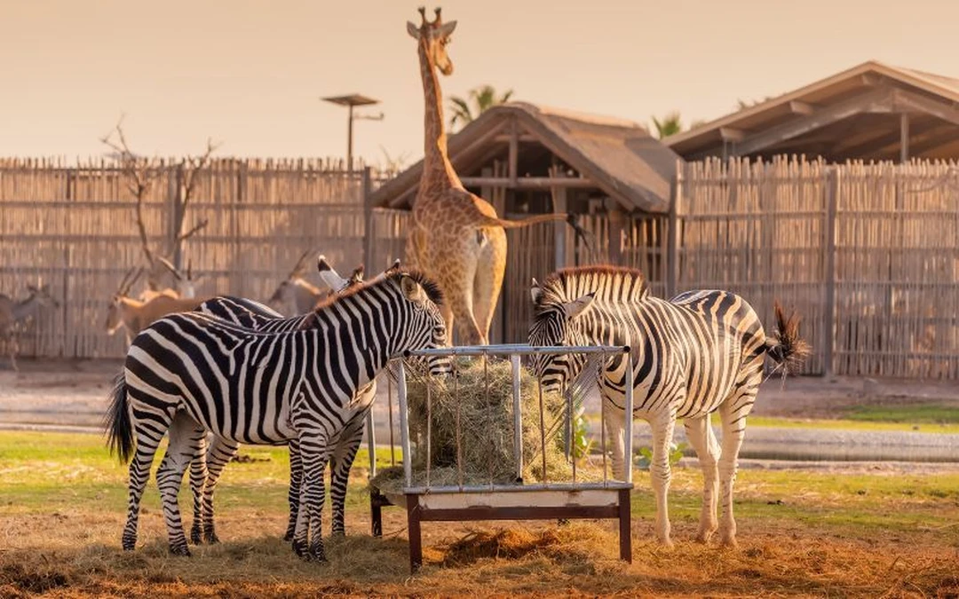Dubai Safari Park Experience